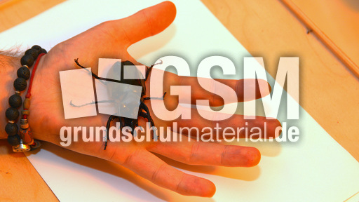 Dreihornkäfer (15).jpg